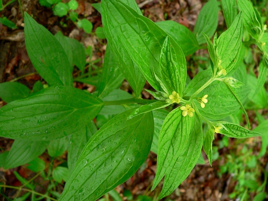 {Lithospermum latifolium}